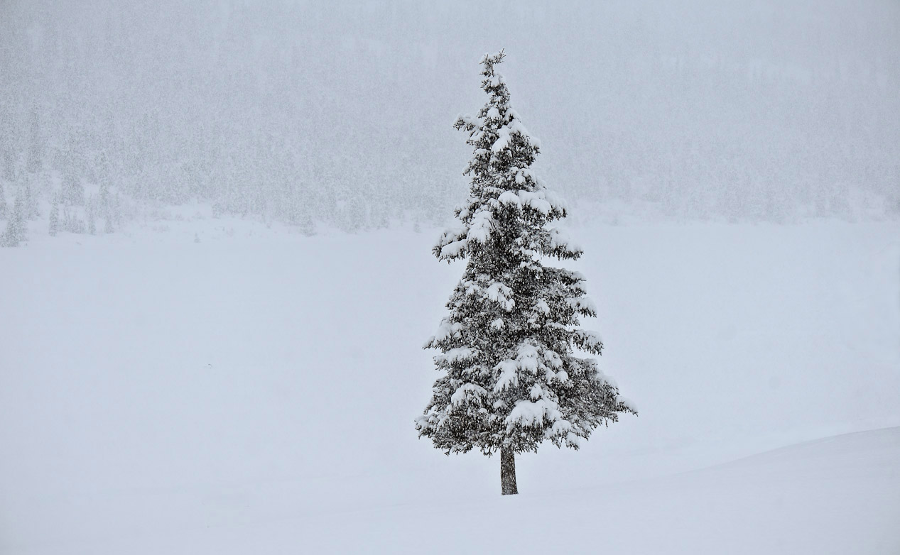 solitary spruce