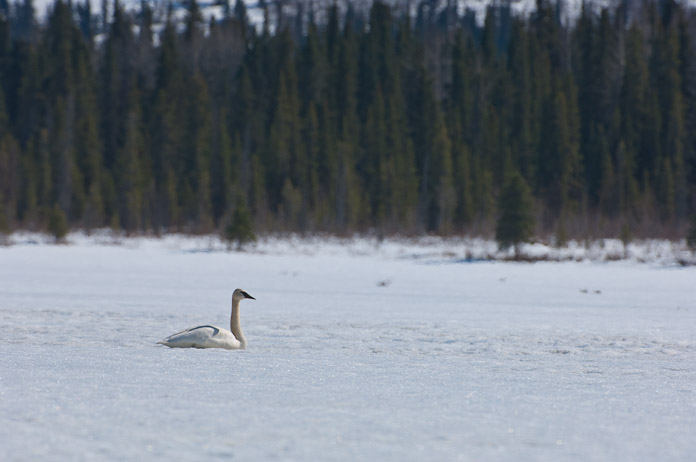 The first swan on Puntilla Lake in 2014